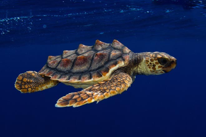 Sea turtle 3 by John Abernethy ©  SW